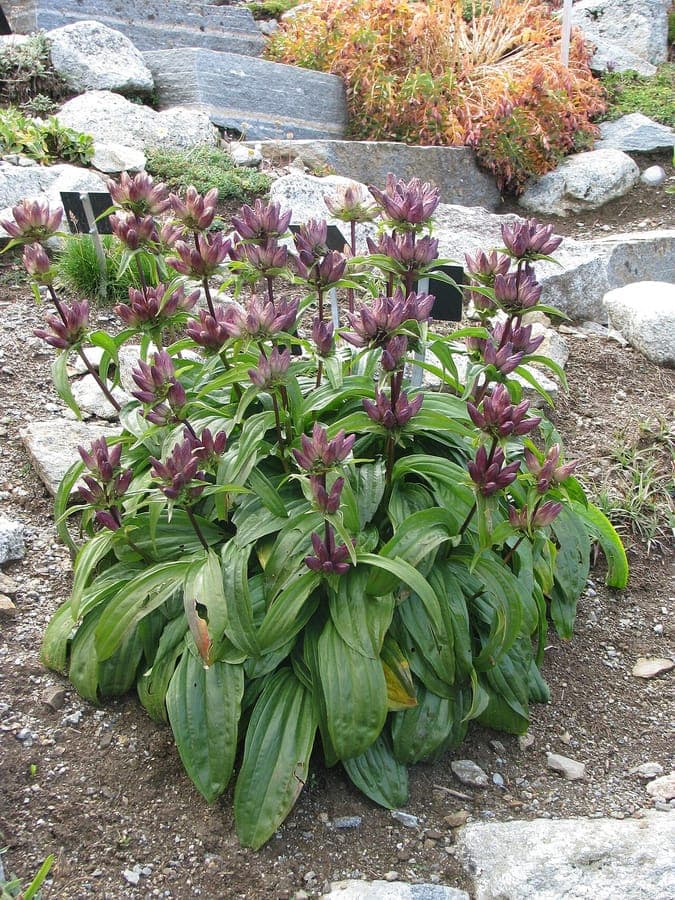 Gentiana pannonica bildet niedrige grüne Rosetten mit tiefen blauen Blüten