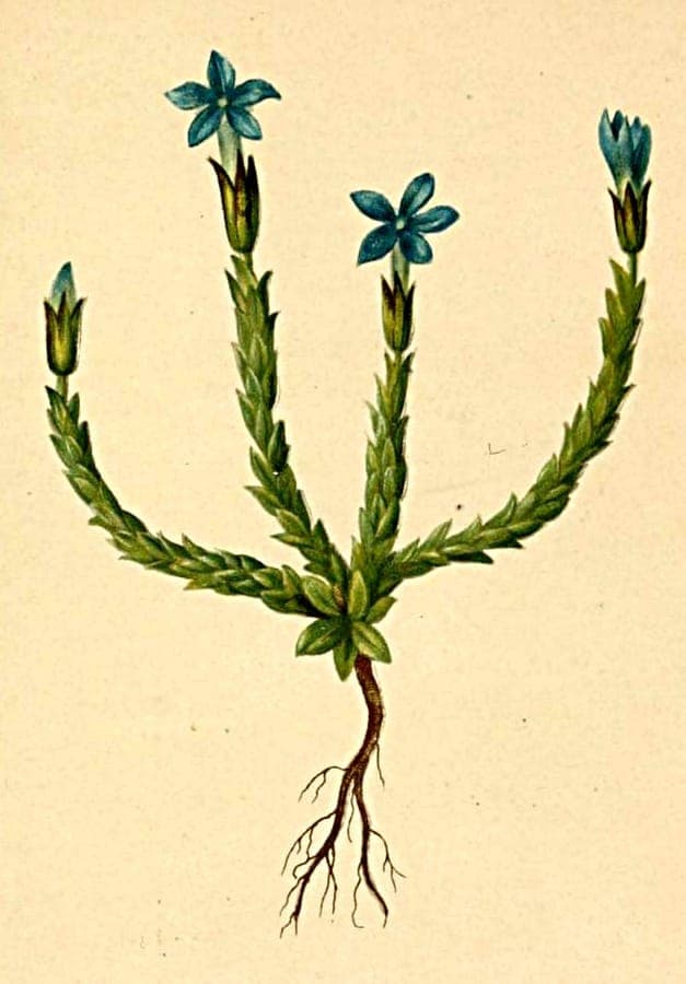 Gentiana prostrata as decorative alpine dwarf with delicate blue flowers