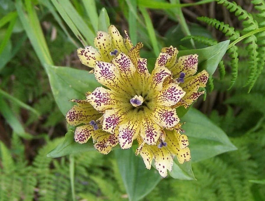 Gestippelde Gentiaan met blauwe bloemen in een rotsachtige tuinomgeving