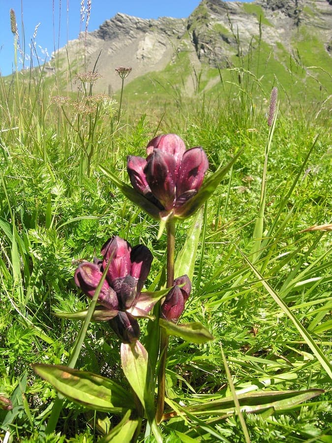 Gentiane pourpre (Gentiana purpurea) avec grappes de fleurs rouge foncé
