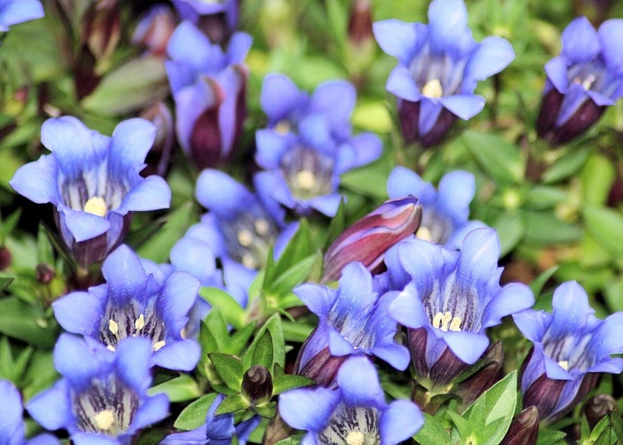 Gentiana scabra with deep blue flowers