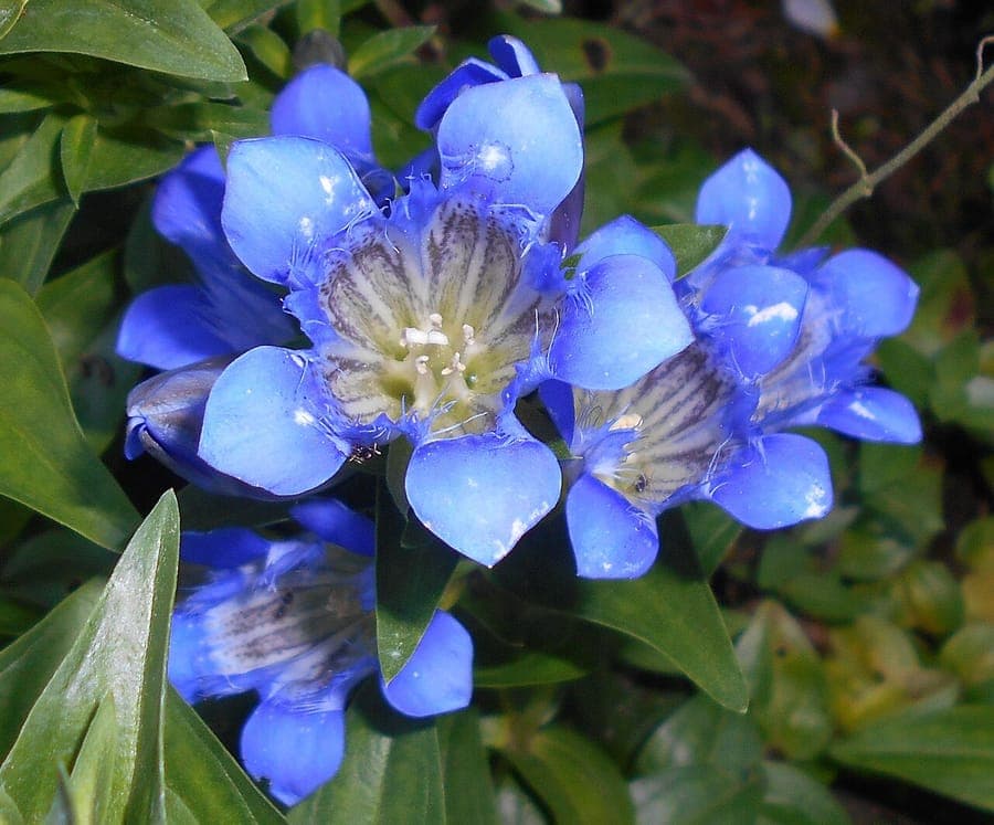 Zomergentiaan met diepblauwe bloemen