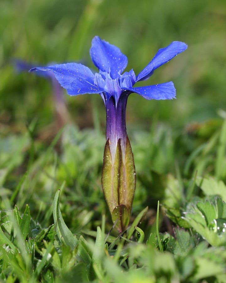 Strahlend blaue Blüten des Frühlings-Enzians im Frühjahr