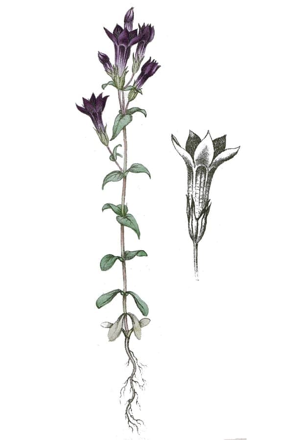 Gentianella amarella gentiane mince avec fleurs-trompettes bleues et feuillage fin