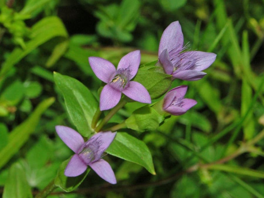 Field gentian in full bloom on a sunny hillside, showing vivid blue star-shaped flowers and slender green stems.