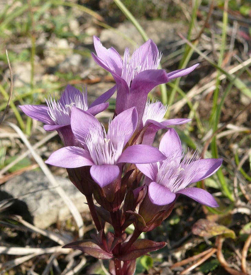 Duitse gentiaan met blauwe tubulaire bloemen in natuurlijke bergomgeving