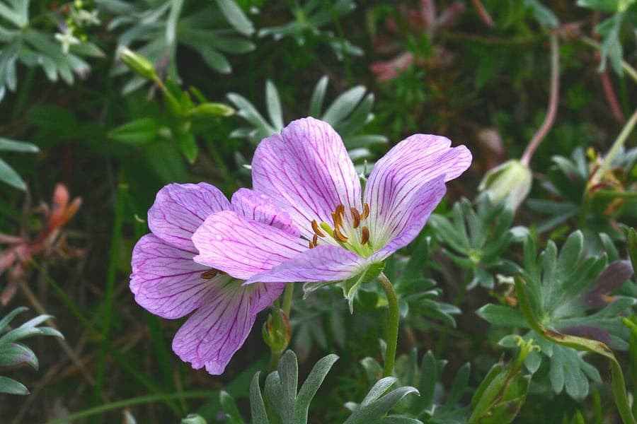 Silvery Cranesbill with bright pink flowers and silvery foliage in alpine setting