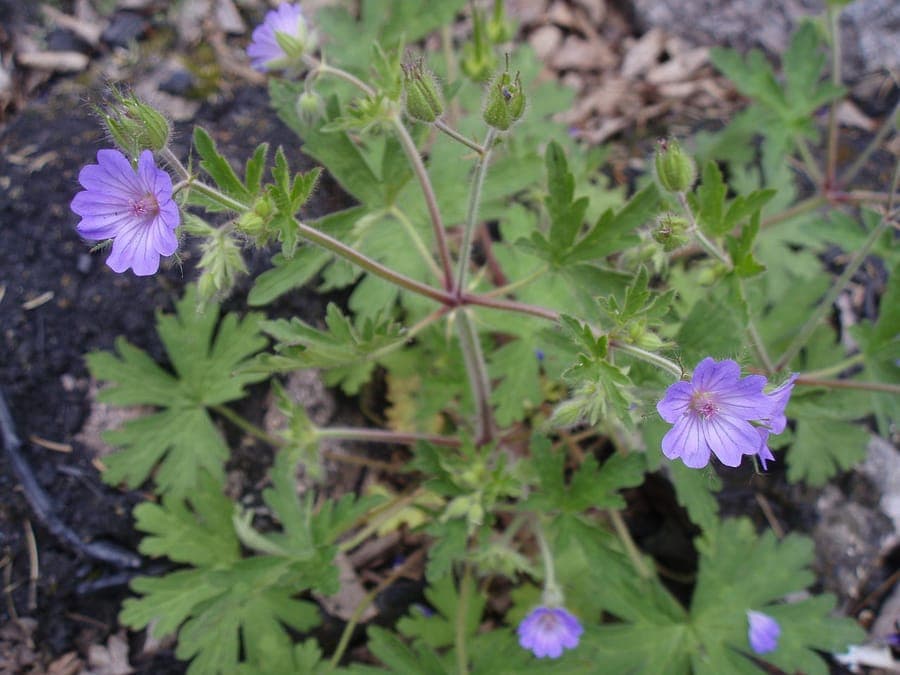 Fleurs du Geranium de Boheme en violet