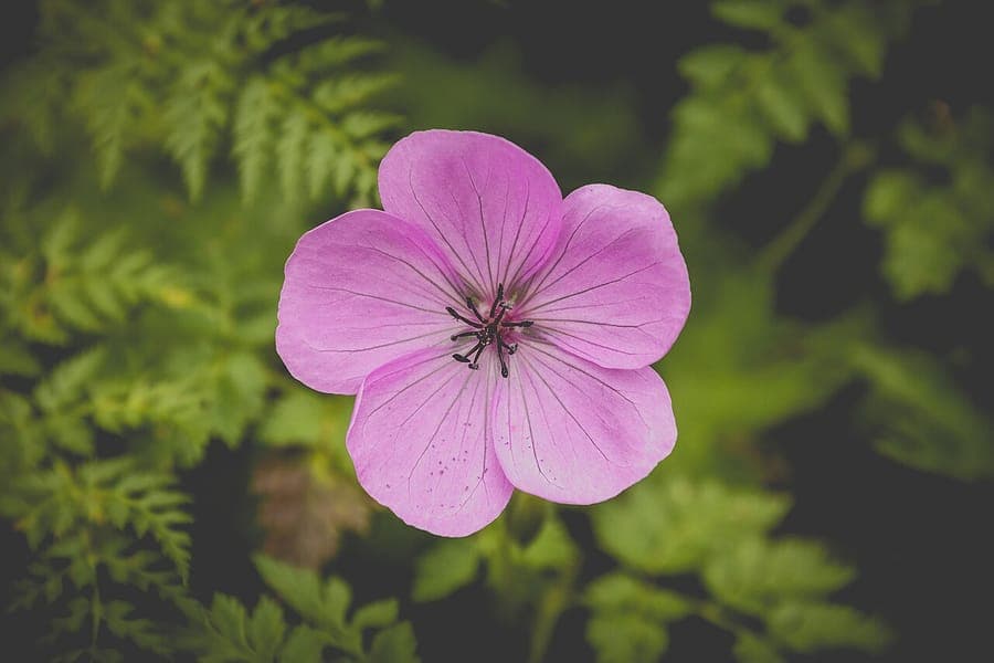 Geranium cinereum in voller Blüte mit violetten Blüten und aschgrauem Laub