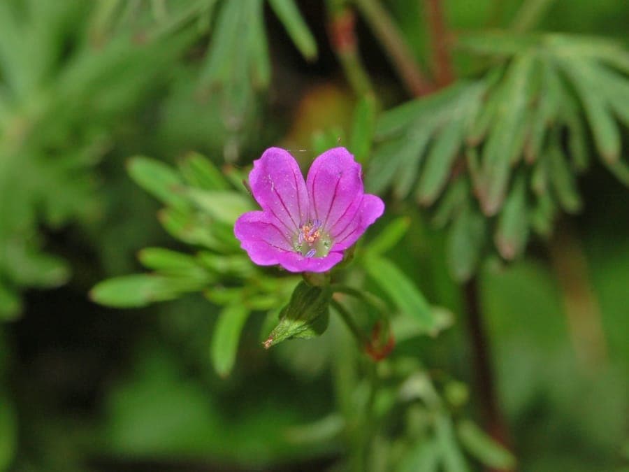 Geranium columbinum in full bloom, showing slender stems and pale purple flowers