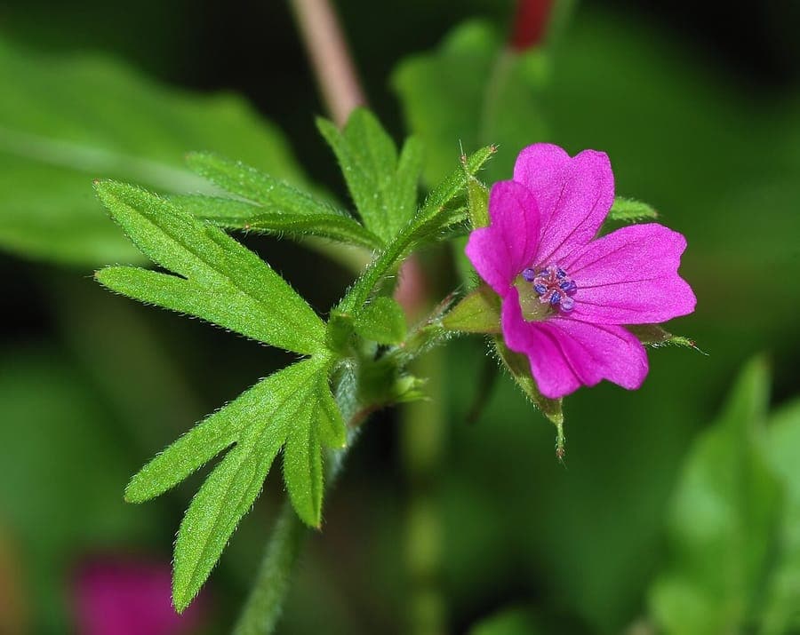 Slipbladige ooievaarsbek in volle bloei op een zonnige plek tussen andere kruidachtige planten
