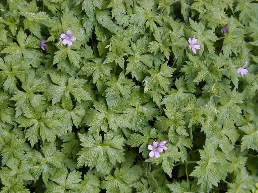 Geranium endressii in voller Blüte in einem sommerlichen Beet