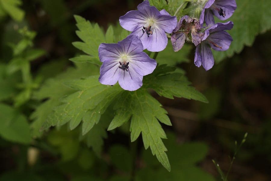 Geranium erianthum grows low with purple flowers and delicate foliage