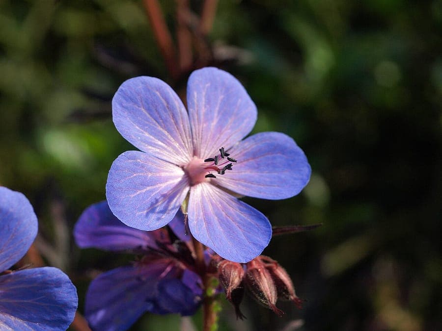 Geranium himalayense displaying blue flowers