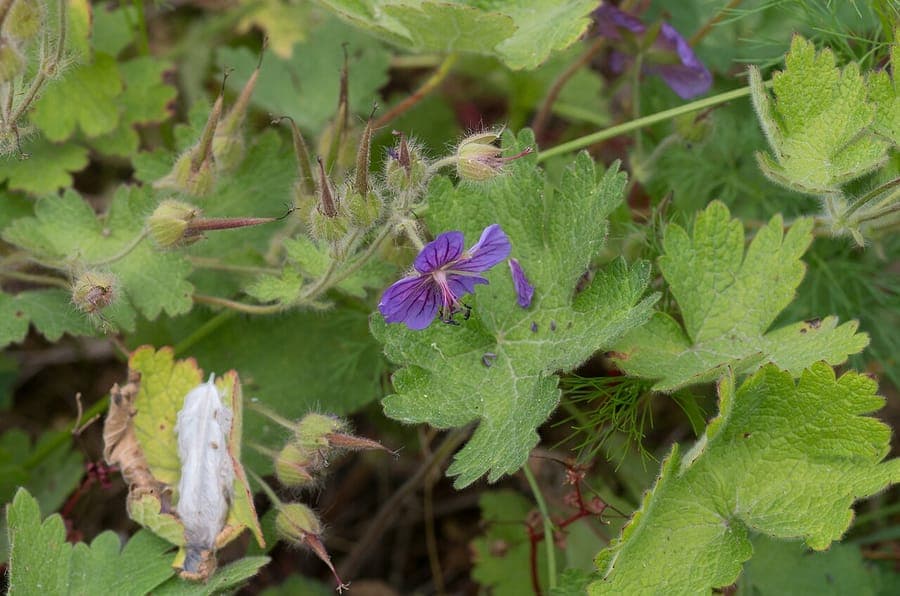 Geranium ibericum in voller Blüte in einer Rabatte mit tiefgrünen Blättern und kräftig violetten Blüten