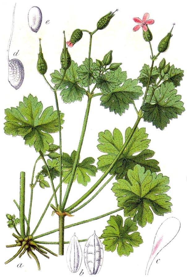 Shining crane's-bill in a woodland setting with glossy leaves and pale pink flowers