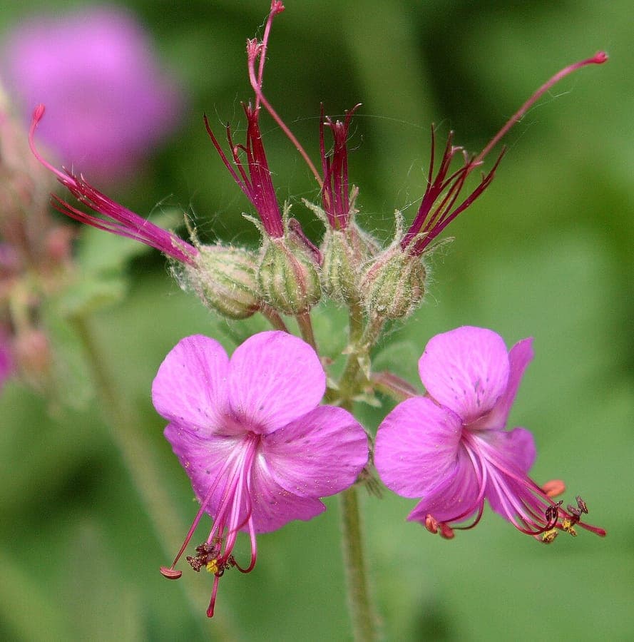 Rock crane's-bill in full bloom among stones, with dark green leaves and pink flowers.