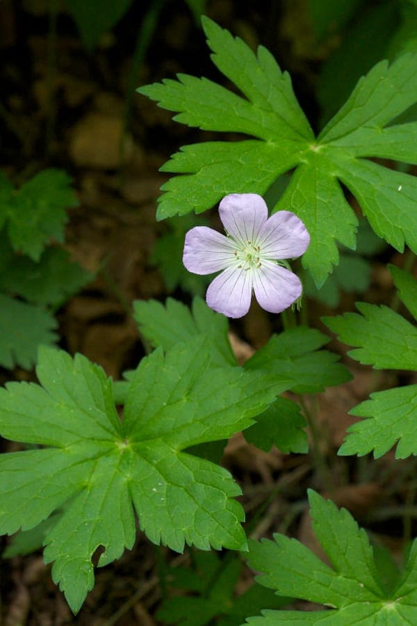 Geranium maculatum Bluten in Blute