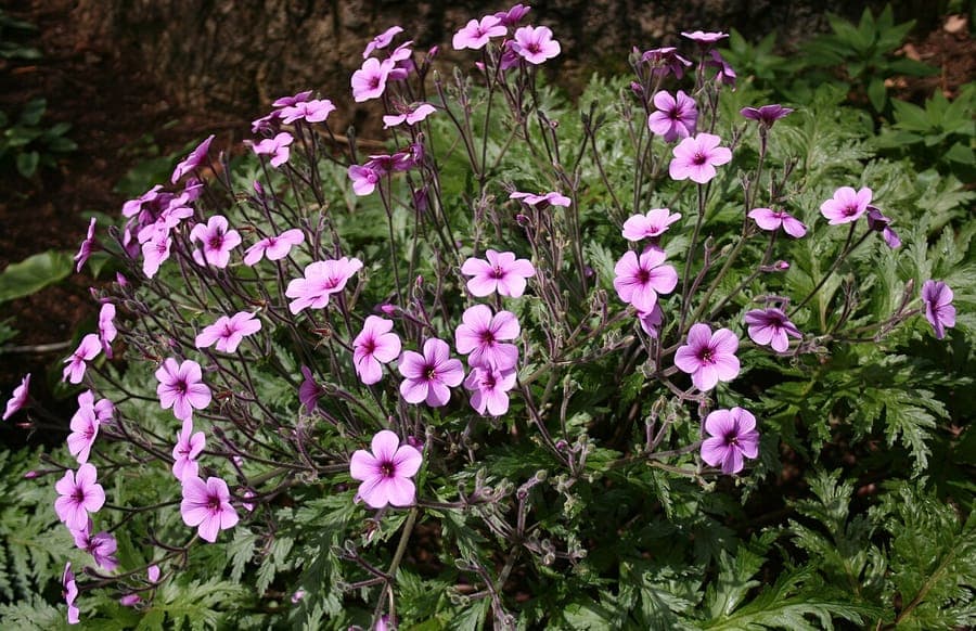 Madeira Geranium with large pink-red flowers and deeply cut leaves in alpine setting