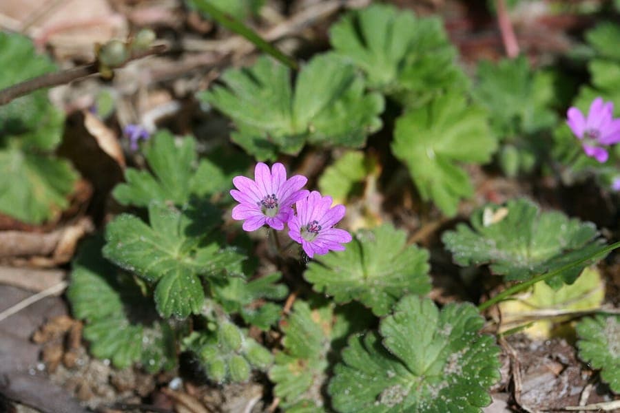 Géranium mou en fleurs sous la lumière tamisée d'un sous-bois