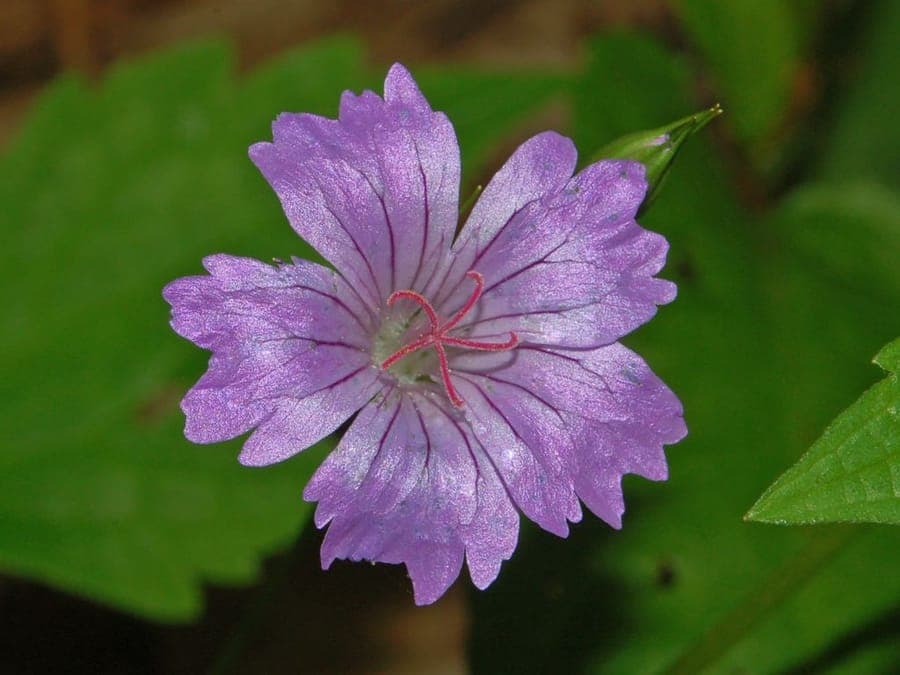 Geranium nodosum met paarse bloemen in een bosachtige tuinomgeving