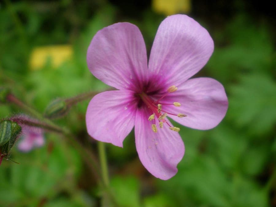 Lilac flowers and hand-shaped leaves of Geranium palmatum