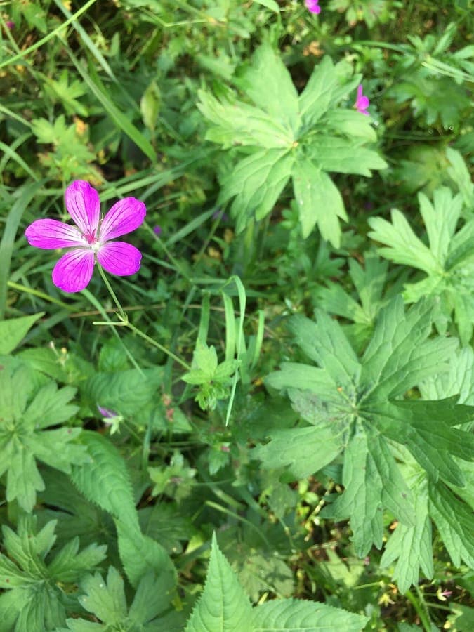 Sumpf-Storchschnabel mit purpurroten Blüten in voller Blüte