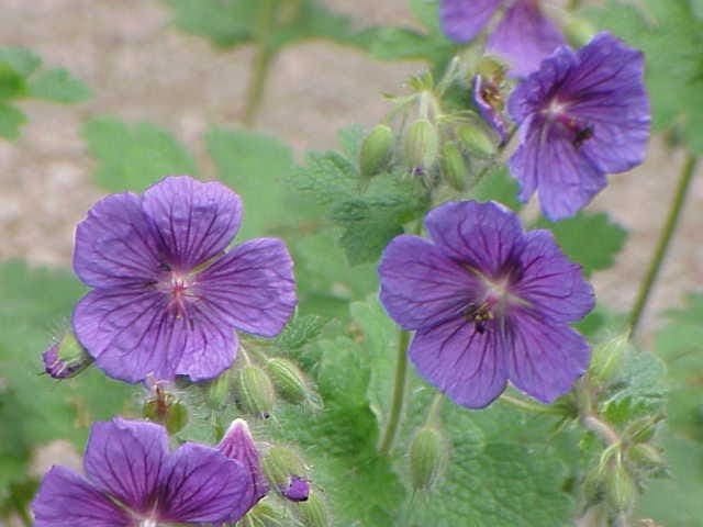 Große violette Blüten von Geranium platypetalum