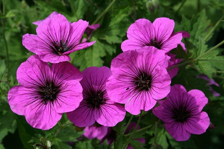 Prachtige magenta bloemen van Armeense ooievaarsbek, Geranium psilostemon