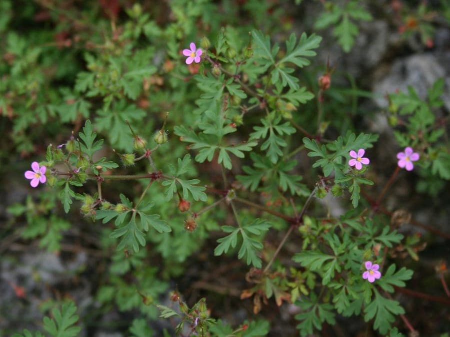Purpur-Storchschnabel mit lila Blüten in einer halbschattigen Gartenrabatte