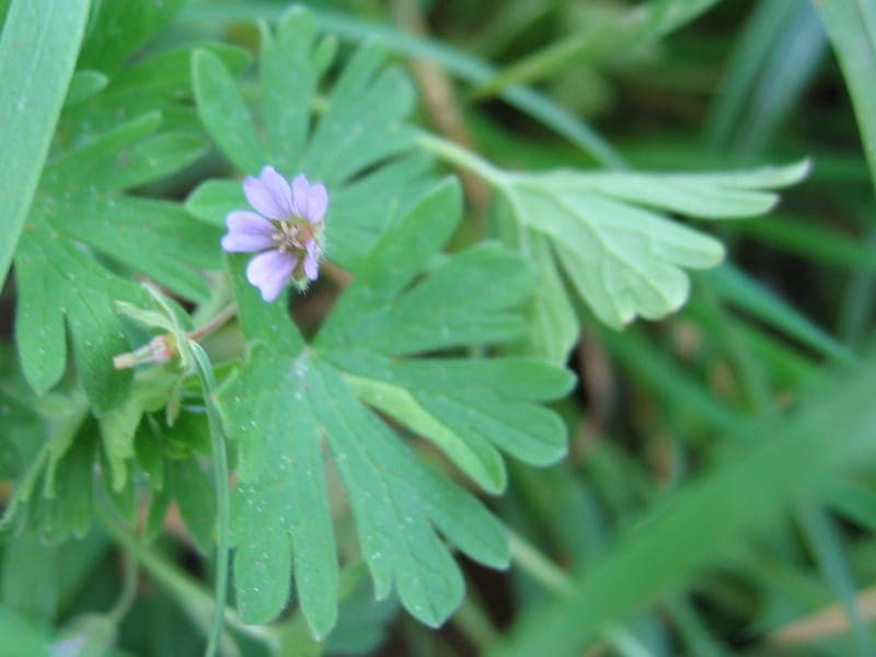 Small-flower crane's-bill with delicate purple blooms in a sunny meadow setting