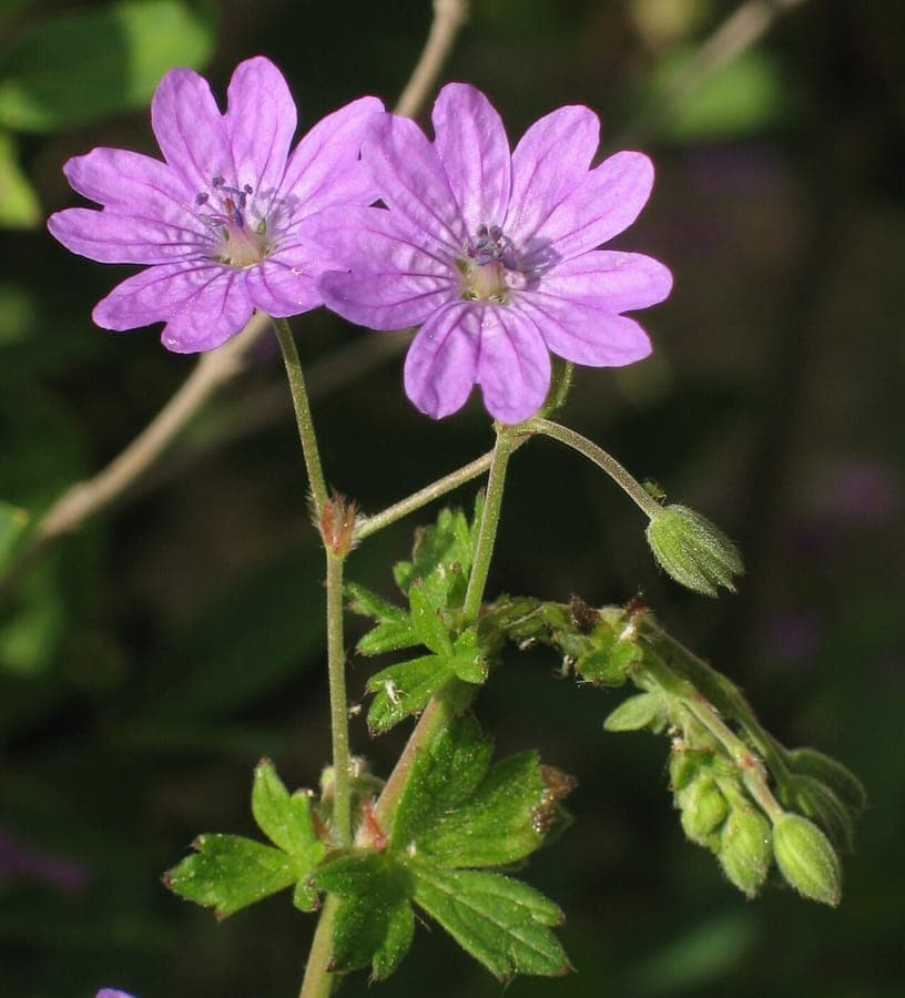 Hedgerow crane's-bill in full bloom in a natural border setting with dappled sunlight