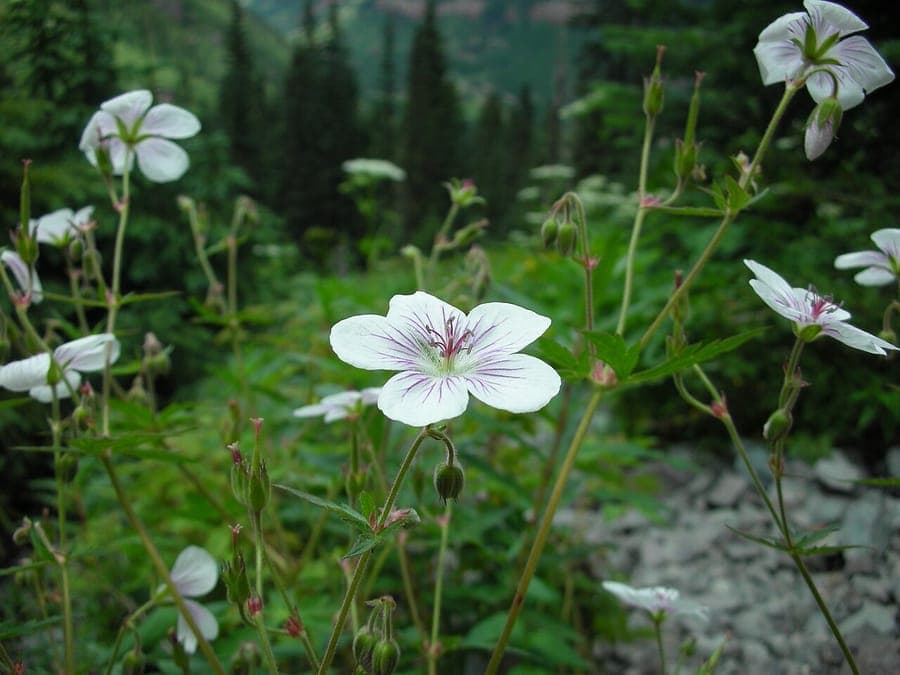 Geranium richardsonii with purple flowers and green foliage