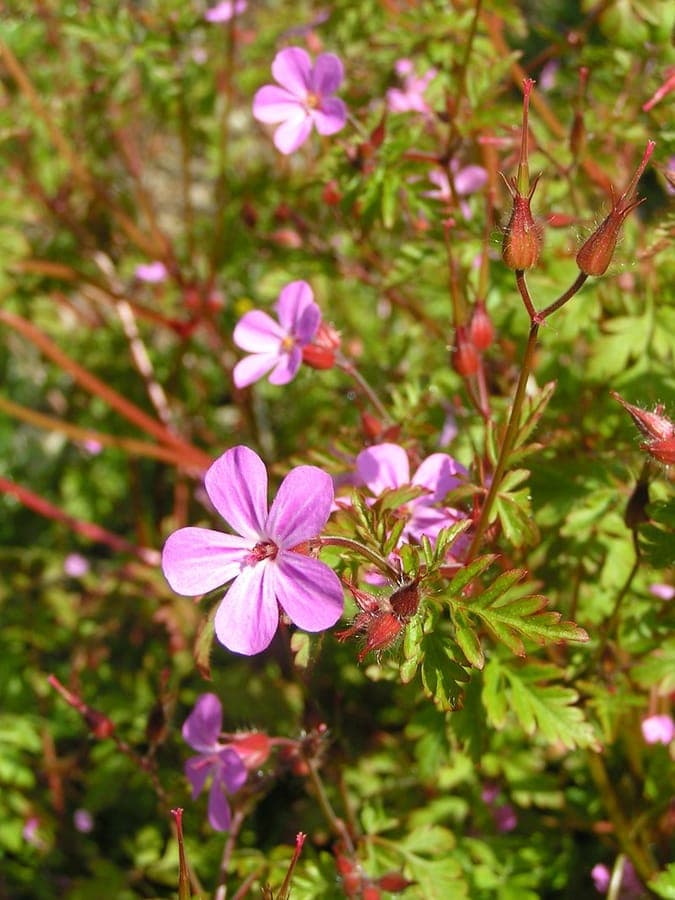 Roberts ooievaarsbek met roze bloemen en roodgekleurd blad