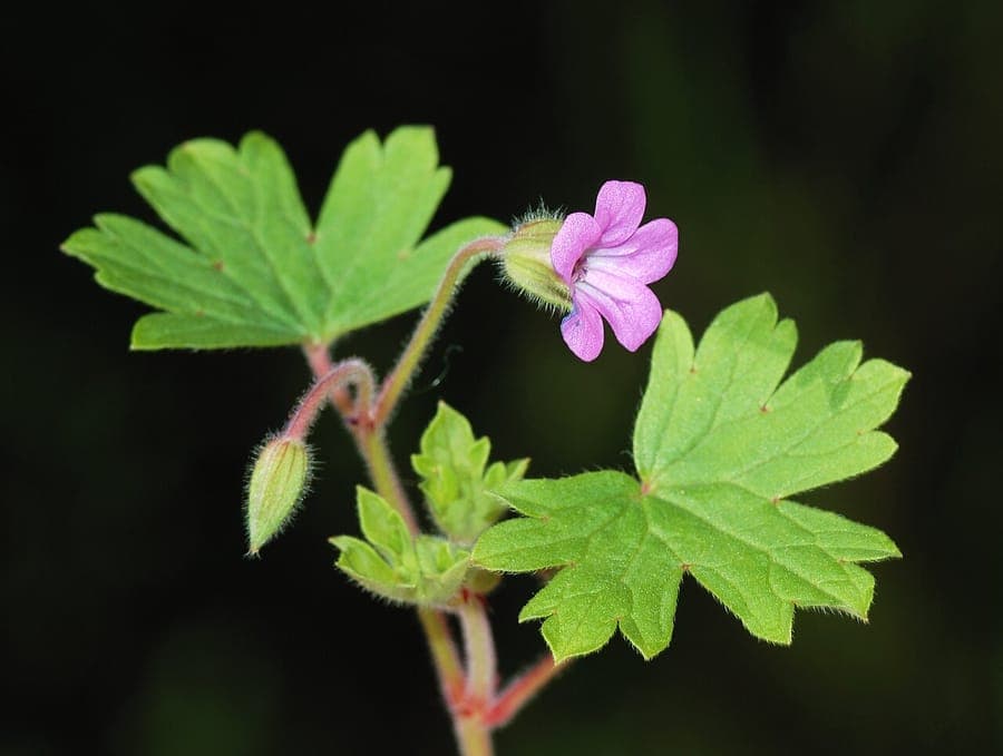 Geranium rotundifolium in full bloom, purple flowers among round leaves in a sunny border setting