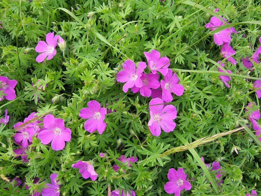 Blut-Storchschnabel mit tiefmagenta Blüten