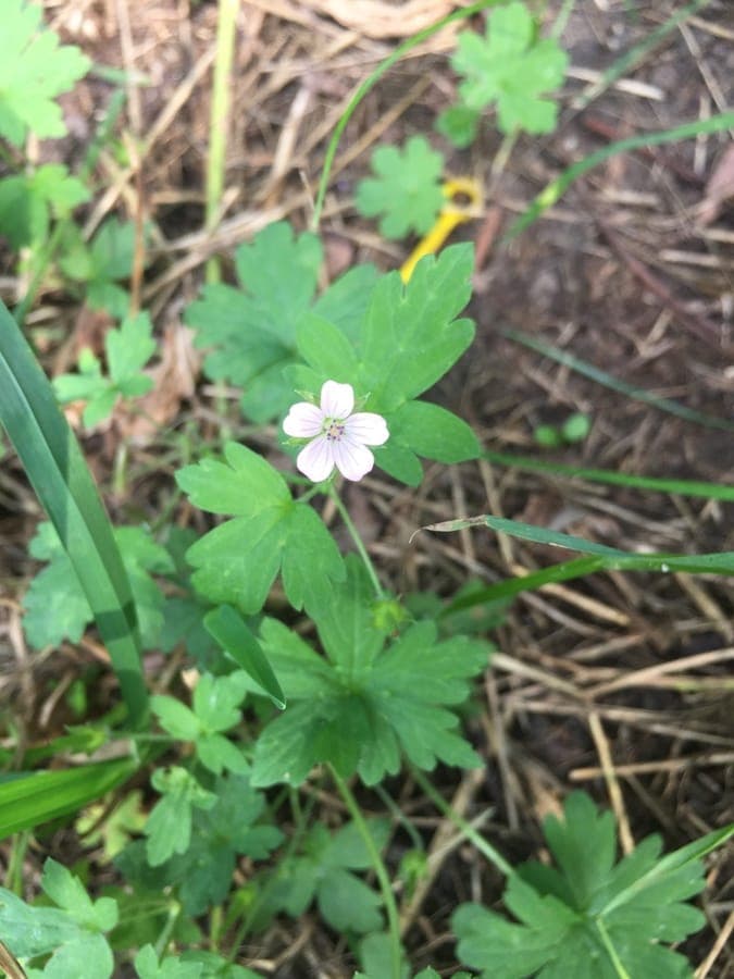 Siberische kranenbek in volle bloei met lichtpaarse bloemen en diepgroene bladeren op een zomerse middag