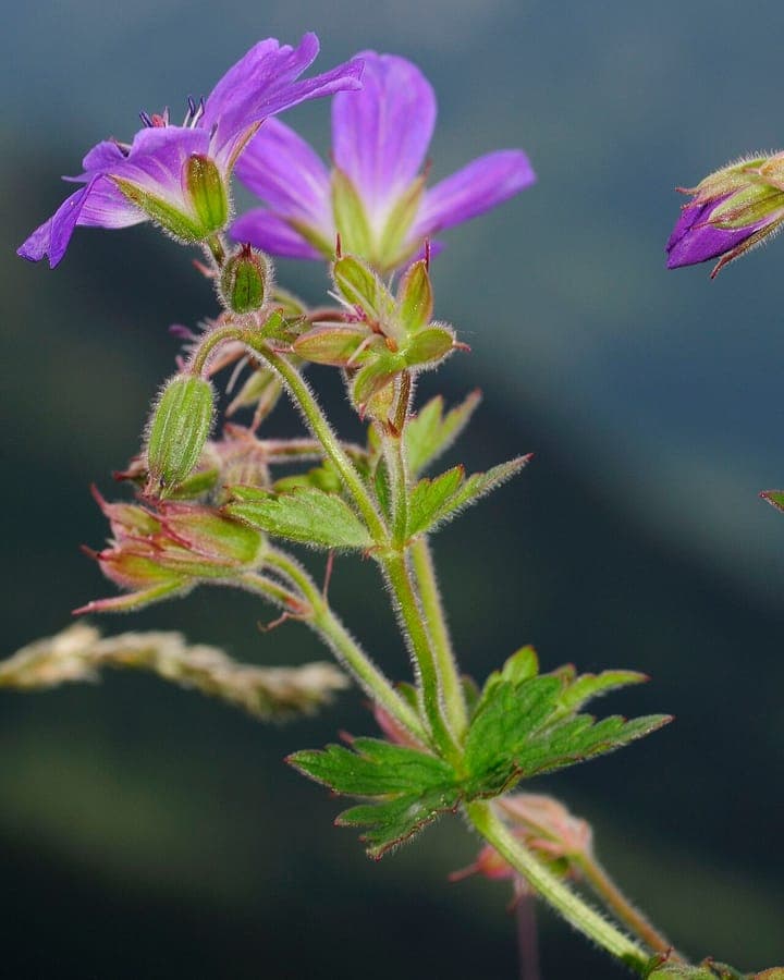Wood crane's-bill in full bloom in a lightly shaded garden bed
