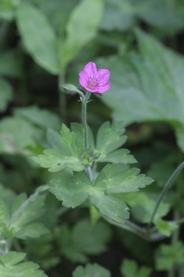 Thunberg-Geranium mit zarten rosa Blüten und grünem Laub