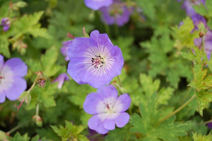 Geranium wallichianum Buxton's Blue fleurs