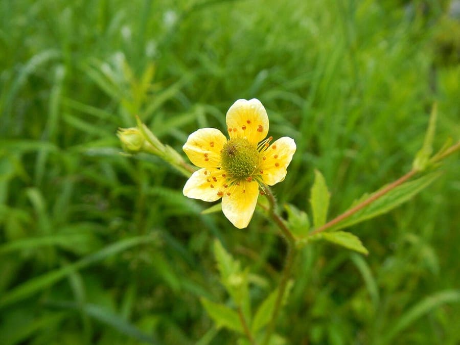 Yellow avens plant with golden flowers and green leaves