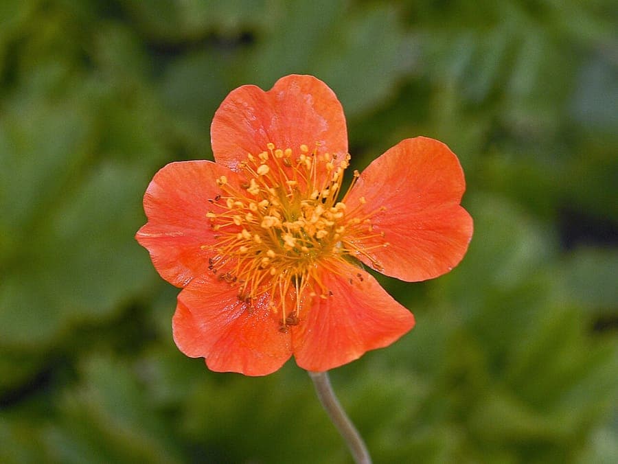Brilliant scarlet red flowers of Geum coccineum in bloom
