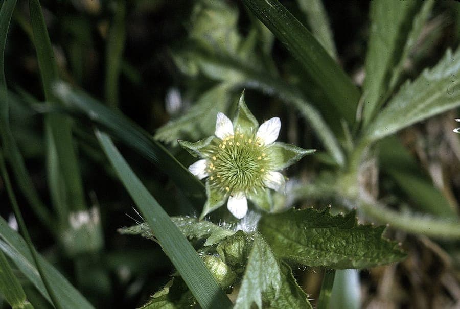 Blühende Schlitzblättrige Nelkenwurz (Geum laciniatum) mit tief eingeschnittenen Blättern