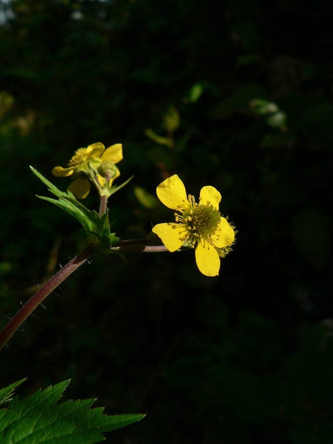 Großblättrige Nelkenwurz in voller Blüte unter lichten Laubbäumen