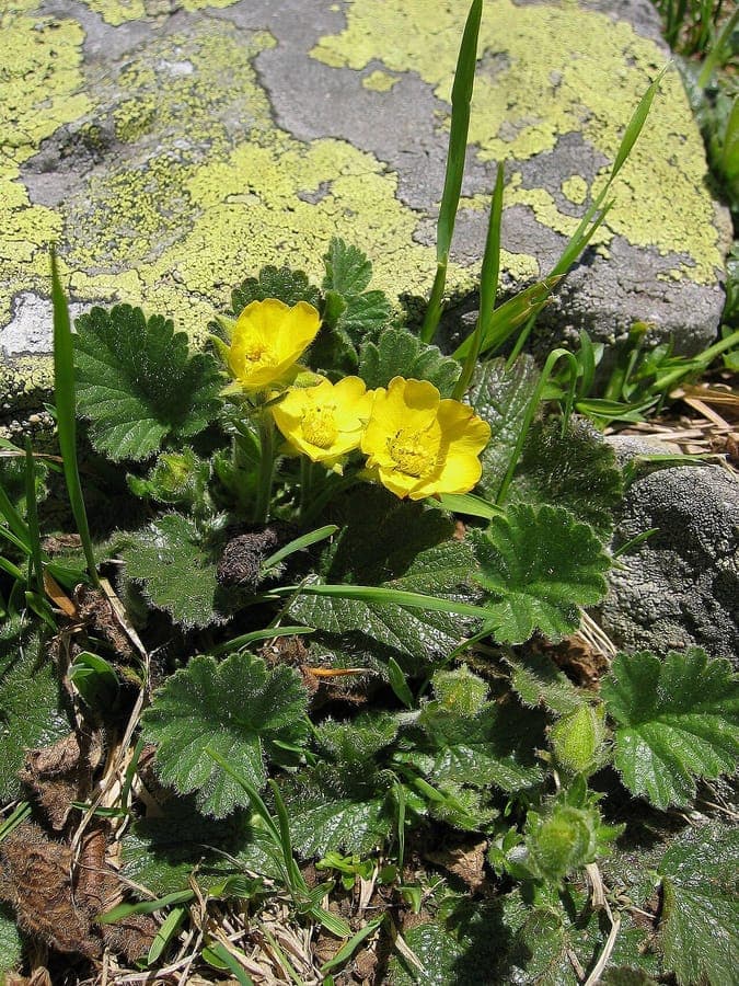 Geel bloeiend Bergnagelkruid in een rotsachtige tuinomgeving