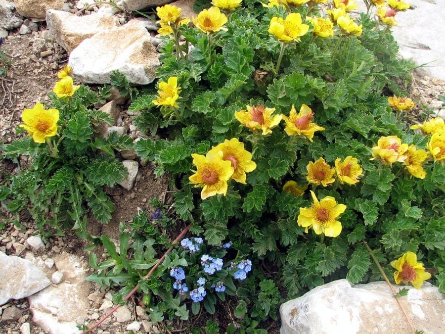Creeping avens with yellow flowers and decorative seed heads