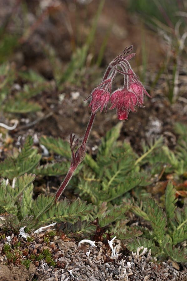 Geum triflorum avec ses fleurs pendantes rose-mauve et ses aigrettes plumeuses caractéristiques