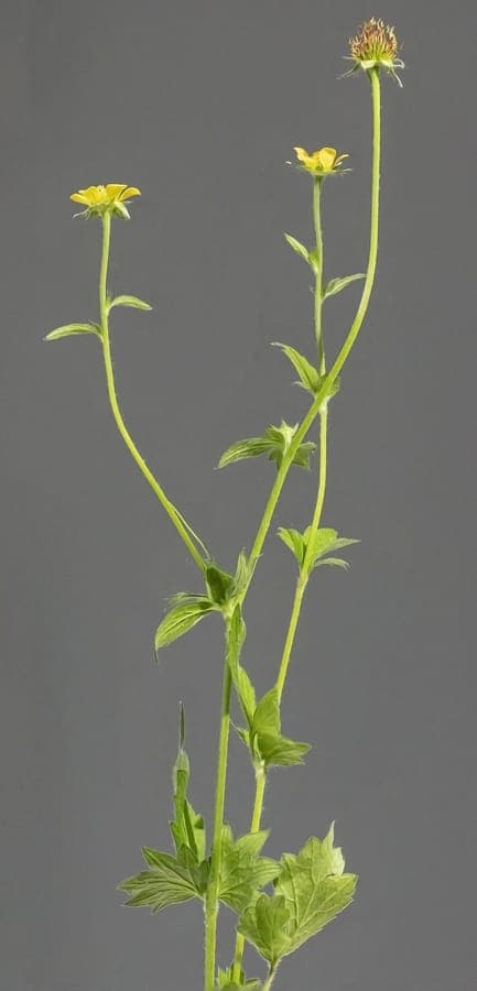 Gelbe Blüten des Echten Nelkenwurzes am Waldrand, umgeben von dichtem Laub