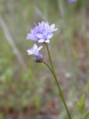 Gilia achilleifolia lila Bluten