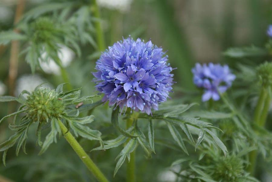 Blue thimble-flower in full bloom on a dry, sunny garden bed